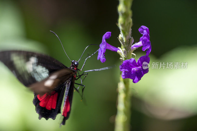 哥斯达黎加的多丽丝长翅蝴蝶(Heliconius Doris)